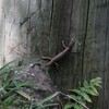 Green-bellied Tree Skink