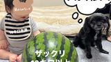 Baby怪獣・15時のおやつと犬のジャンプとデッカいスイカ