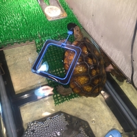 謎の拒食が治って暴れなくなったメロンちゃん イシガメは悩ましい