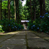 山陰のあじさい寺「月照寺」にて紫陽花を撮ってきた！