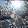 広島、桜の風景