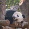 上野を楽しむ！ アメ横・上野公園・上野動物園