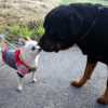 朝の散歩で小さな犬とであった。