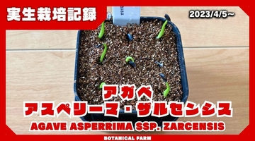 【実生栽培記録】アガベ・アスペリーマ・ザルセンシスの実生（種まき）の方法と育て方【完全ガイド】