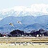 霊峰くっきり　群れふわり　柴山潟周辺のコハクチョウ