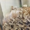 あんずあん76日目