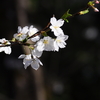 イチ推しの花・・・65sgg。