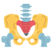 腰痛の原因＝骨盤硬化？骨盤調整×発寒西町整骨院
