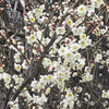 スクーターと一緒に見た早春の花たち