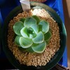 🌵多肉植物 新入り多肉さん ゲッセルリンゲアーナ他🌵