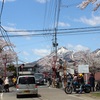 観音寺川の桜 （猪苗代町　5/2撮影）