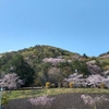 桜散る山歩きリハビリ