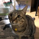 文系SEのあしあと