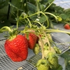 完熟いちご🍓狩り情報 １月１４日(金)休園日です🙏🙇🏻‍♂️