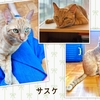 温厚なサスケくんにずっとのお家を【7/21譲渡会参加予定】