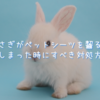 うさぎがペットシーツを齧る？誤飲してしまった時にすべき対処方法とは？