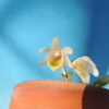 Dendrobium sp.   　　 　　