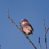 冬鳥の楽園へ再び。岡谷林道で野鳥散歩@2024_01_07