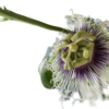 パッションフルーツの花が咲いたよA Passion fruit flower has bloomed.