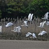 クロツラヘラサギの繁殖羽