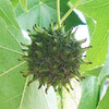 (412) Liquidambar styraciflua