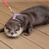 水族館 コツメカワウソのお散歩 サンシャイン水族館