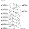 鍼灸接骨院に行った結果