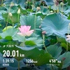 暑さが変わった