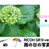 RICOH GRⅢが捉えた雨の日の写真｜街の風景や花の作例を紹介！