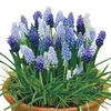 DAILY　FLOWERS