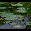 安曇野　【戻り梅雨】　　【木曽】Ⅲ