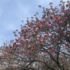 八重桜