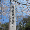 八幡桜満開