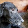 老犬ホームあん｜必要なこと
