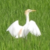 鳥撮散歩　「アオ」より「アマ」、初見初撮りアマサギ😊😊