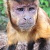 2021-07-10☆番外編☆京都市動物園のフサオマキザルたち。