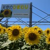 <長野県上高井郡>天空に咲き誇る向日葵🌻天空のひまわり