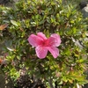 帰り花のツツジ🌺