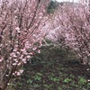 堤上地区の小高い丘の上に咲き誇っている啓翁桜群