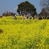 吾妻山公園の菜の花