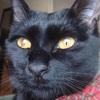 今日の黒猫モモさんの動画－１１５