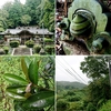 【穴師坐兵主神社（２）】三神殿 三種の神器が揃って御神体