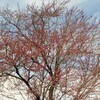 桜の競演間近？