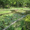 昭和記念公園_水鳥の池（東京都立川市・昭島市）