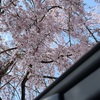 お花見行ってきました🌸