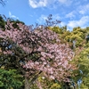 今年見た花たち