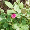 庭の花たち　久しぶりのピンクのミニバラ