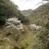 桜咲く：峠も川沿いの桜も満開。