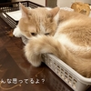 雨田甘夏、寝具です。【猫と環境と密着事情】