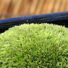 山苔（ヤマゴケ）の育て方
